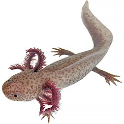Axanthic Axolotl